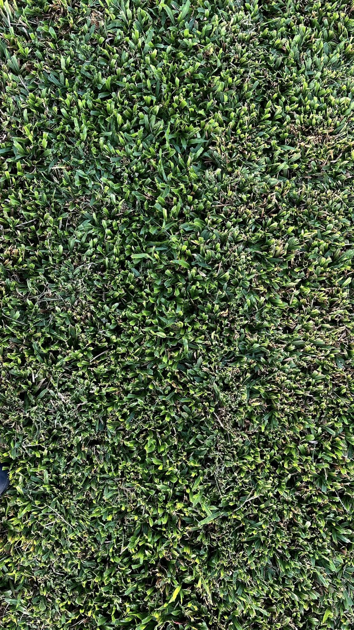 Cow Grass sample